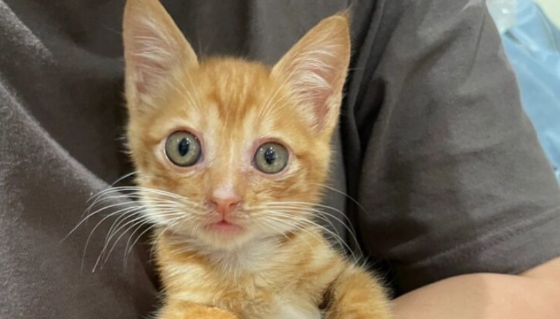 貓咪不喜歡你的跡象