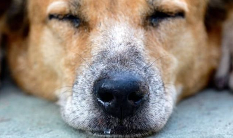 狗狗流鼻水 狗狗流鼻水