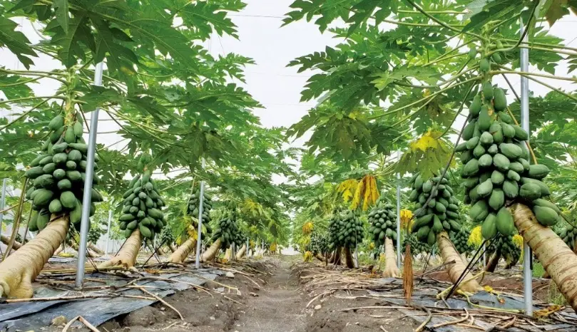 木瓜結果時間 木瓜結果時間