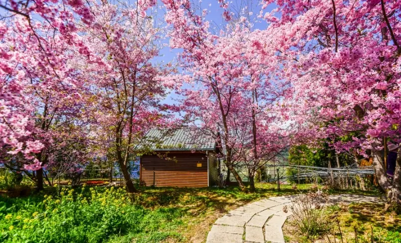 賞櫻景點推薦 賞櫻景點推薦