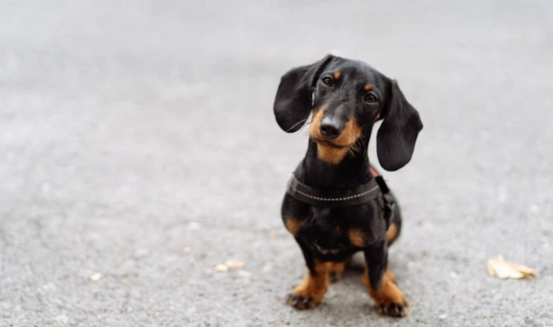 短毛臘腸狗照顧