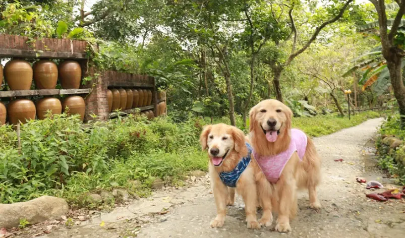 台灣農場帶寵物