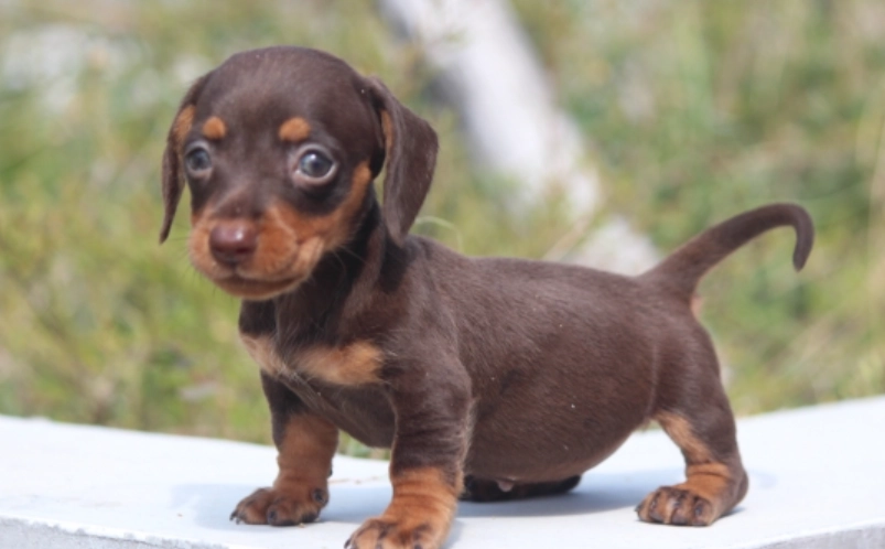 臘腸狗短毛品種