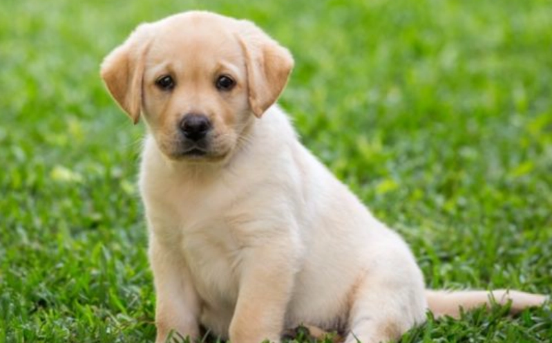 狗狗胰臟指數飲食