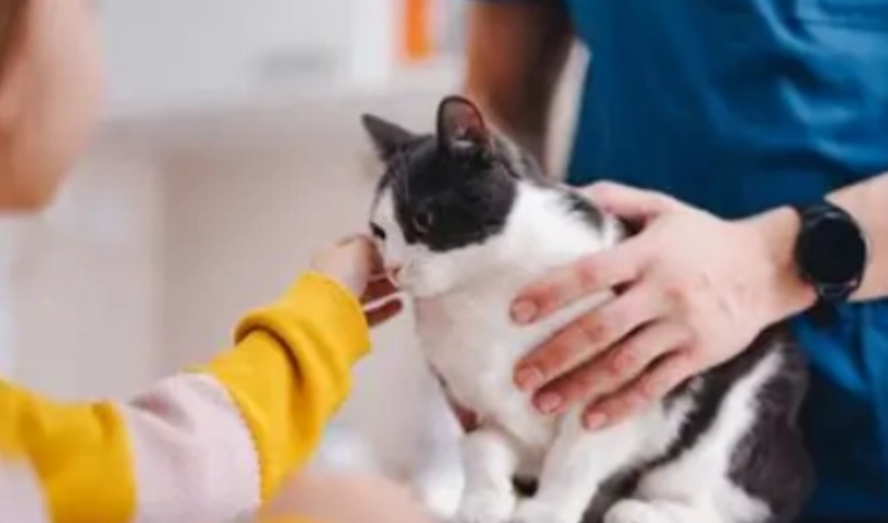 貓流口水原因 貓流口水原因