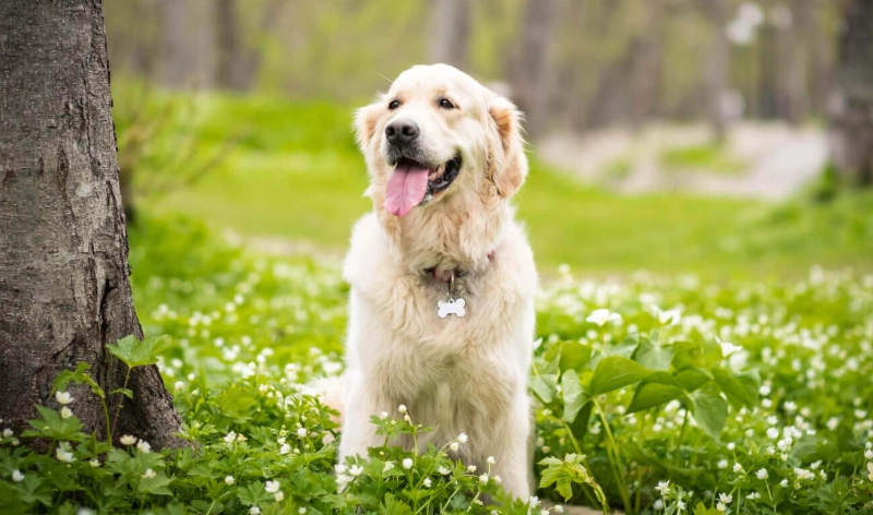 養黃金獵犬一個月多少錢 養黃金獵犬一個月多少錢