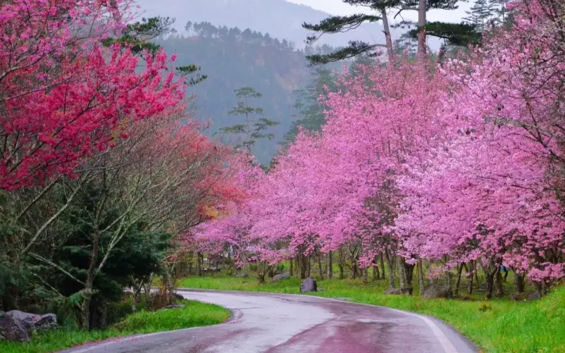 櫻花季旅遊 櫻花季旅遊