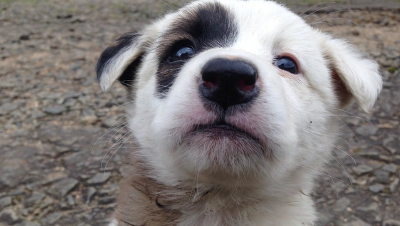 狗流鼻水原因 狗流鼻水原因