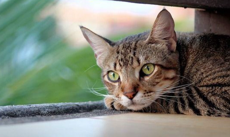 貓流口水原因 貓流口水原因