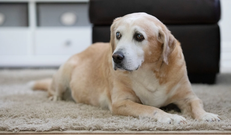 寵物過世燒金紙