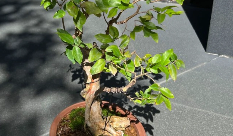 盆栽嘉寶果照顧 盆栽嘉寶果照顧