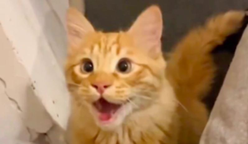 貓咪喘氣原因 貓咪喘氣原因