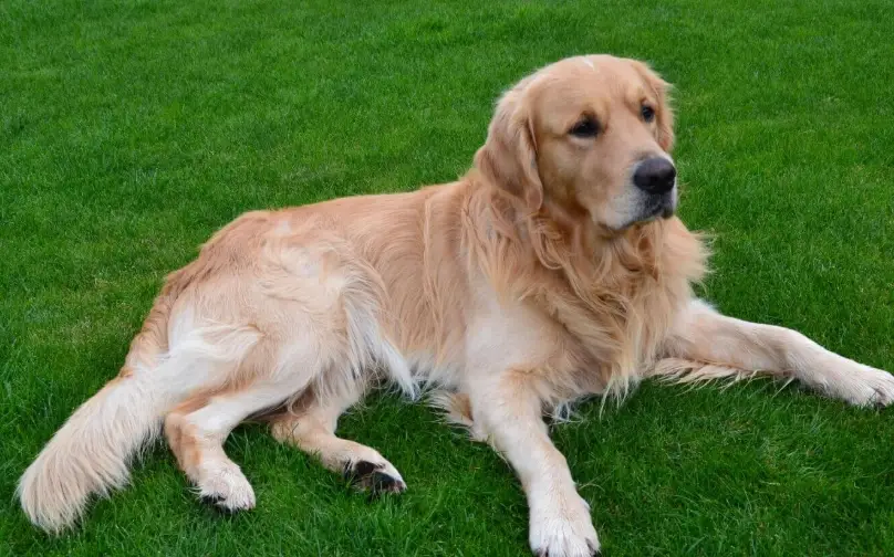 養黃金獵犬一個月多少錢 養黃金獵犬一個月多少錢