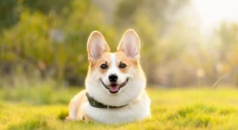 柯基 飼養 注意事項