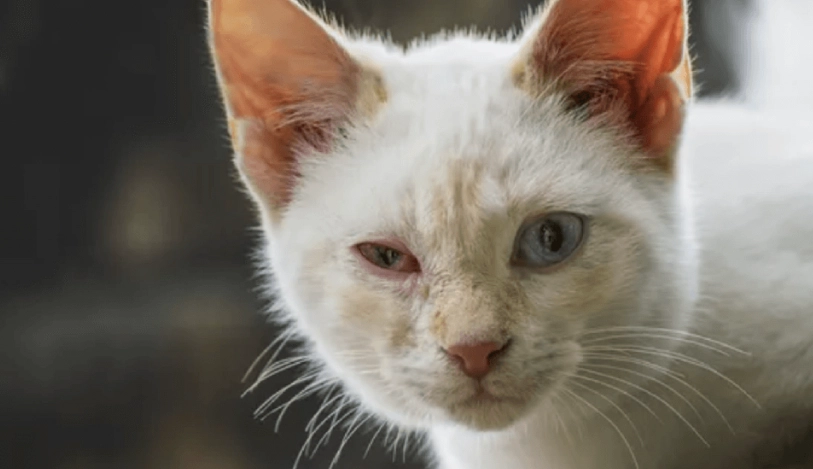 猫咪眼睛红肿 猫咪眼睛红肿