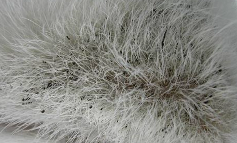 貓咪下巴黑點 貓咪下巴黑點