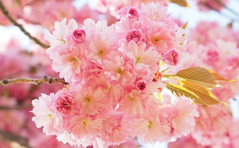 櫻花精油使用方法