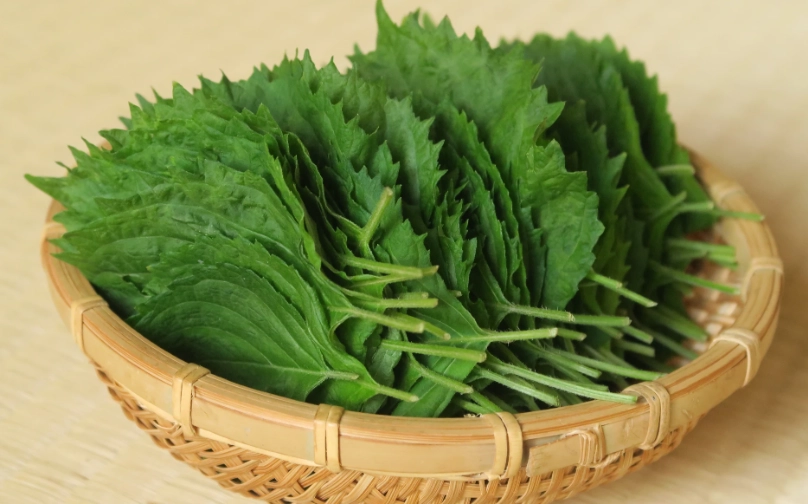 紫蘇葉食譜 紫蘇葉食譜