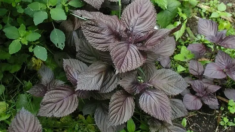 紫蘇葉吃法 紫蘇葉吃法