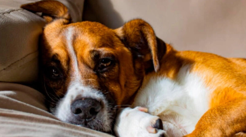 狗狗嘔吐黃水怎麼辦 狗狗嘔吐黃水怎麼辦