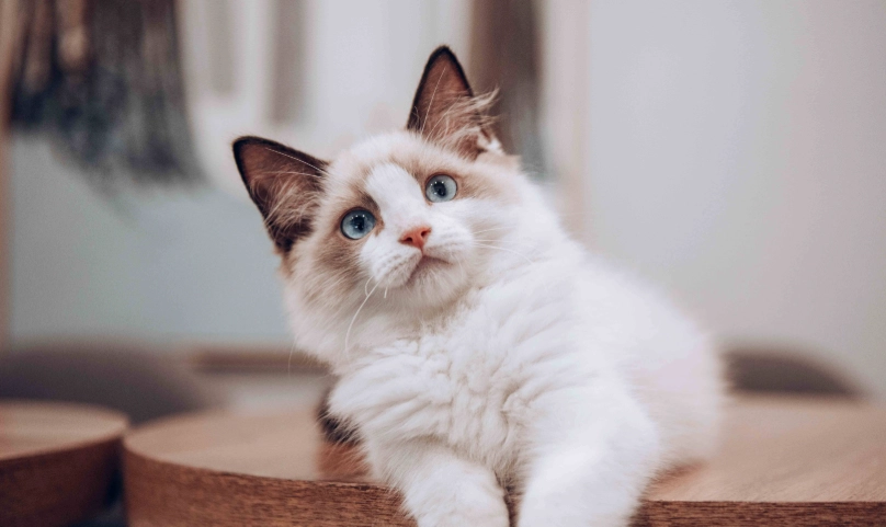 布偶貓 體型 布偶貓 體型