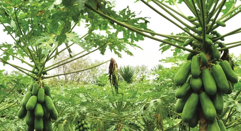 木瓜種植週期 木瓜種植週期