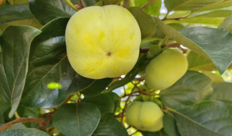 柿子禁忌 柿子禁忌