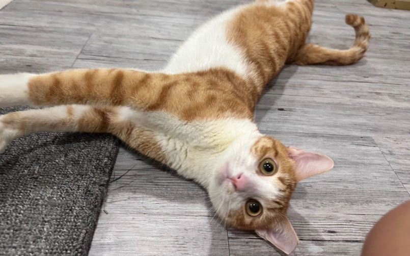 貓躺著甩尾巴意思