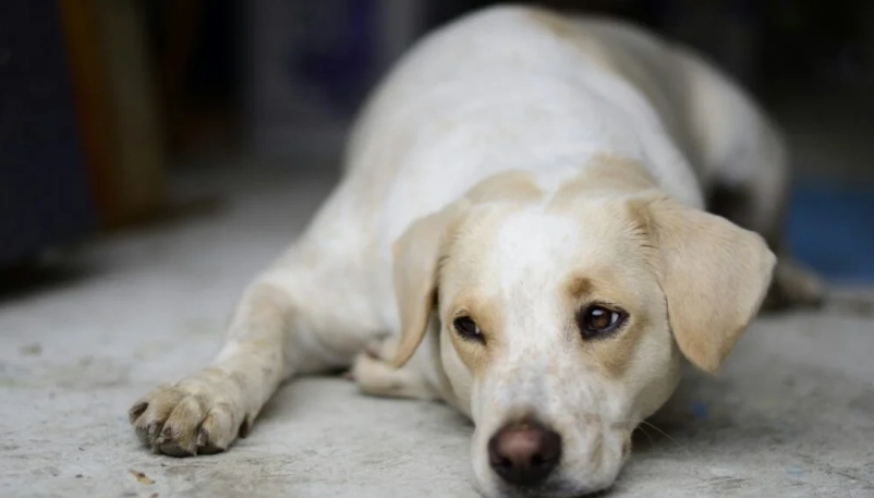 胰臟炎狗狗飲食