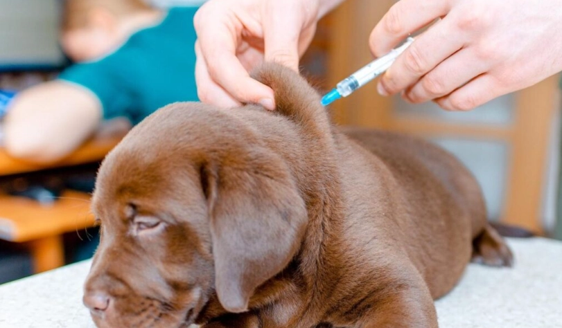 狗狗預防針 狗狗預防針