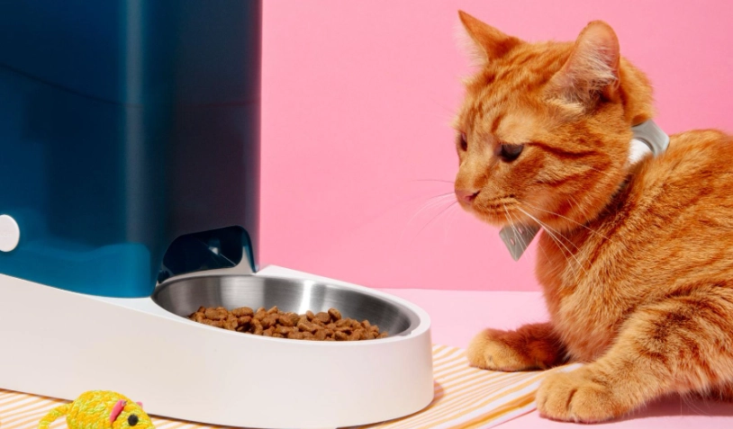 貓咪餵食量計算