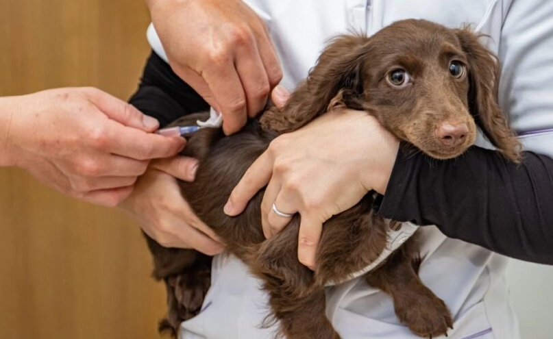 狗狗預防針 狗狗預防針