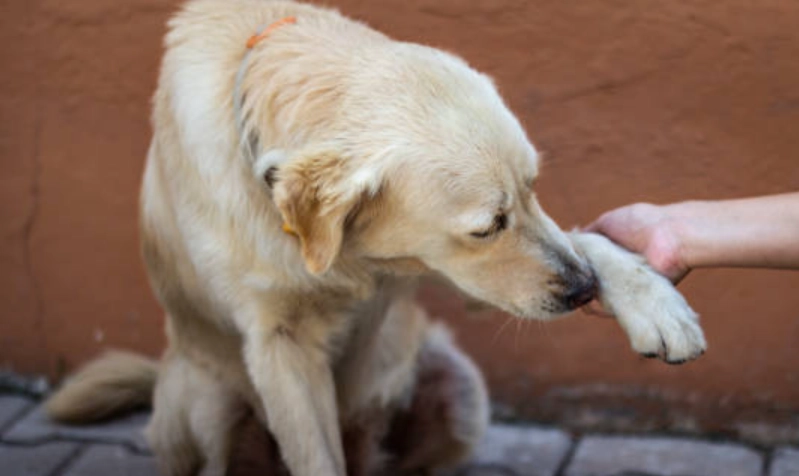 狗狗胰臟炎治療