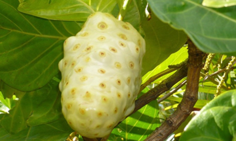 蘿尼果怎麼吃 蘿尼果怎麼吃