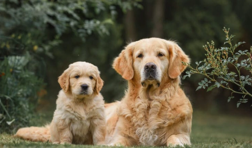 黃金獵犬花費 黃金獵犬花費