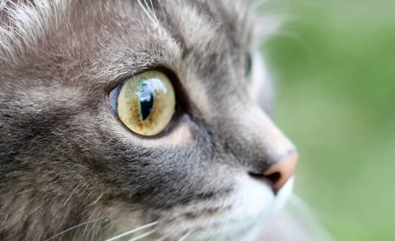 猫结膜炎 猫结膜炎