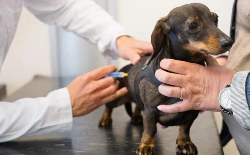 幼犬疫苗時間表 幼犬疫苗時間表