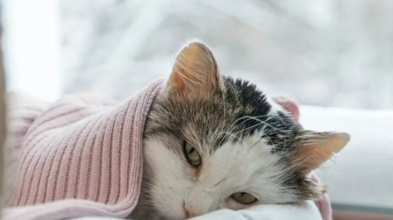 猫咪肾脏病早期症状