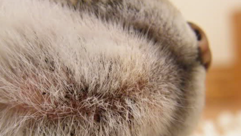 猫咪毛囊炎原因 猫咪毛囊炎原因
