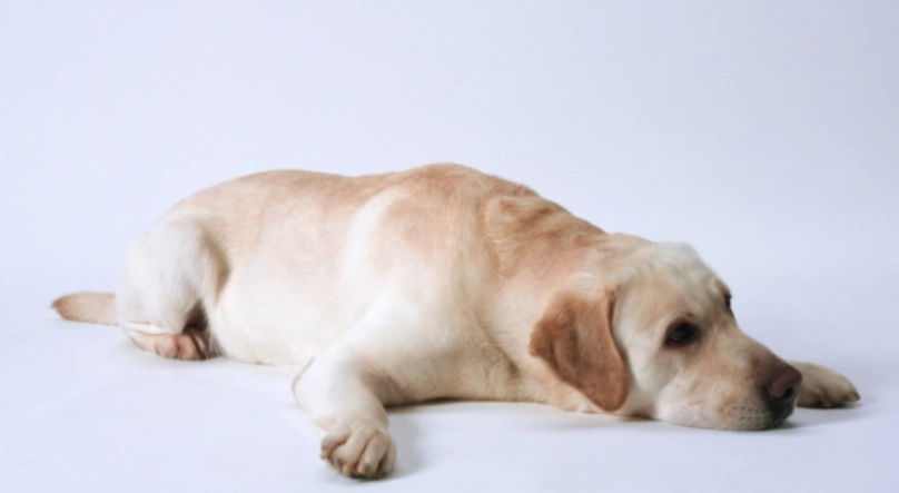 人腸病毒 狗 人腸病毒 狗