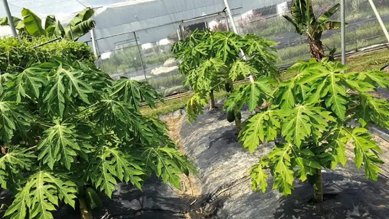 木瓜種植週期 木瓜種植週期