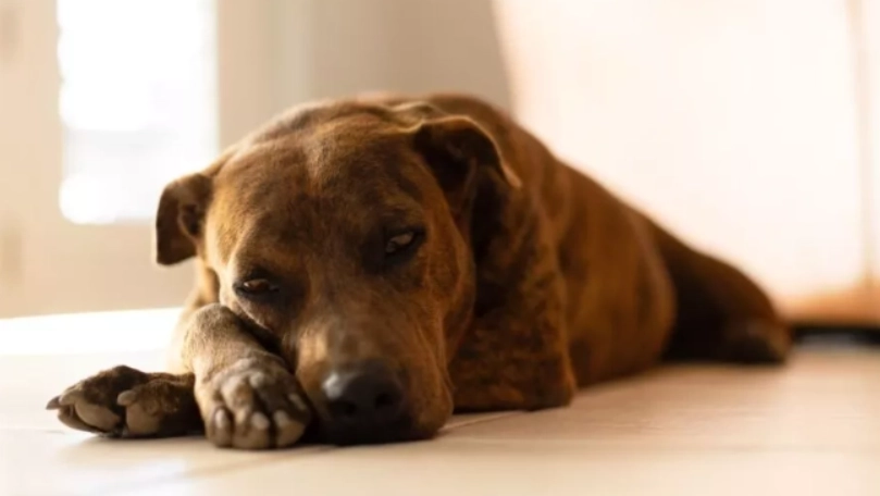 狗狗吐黃水原因 狗狗吐黃水原因