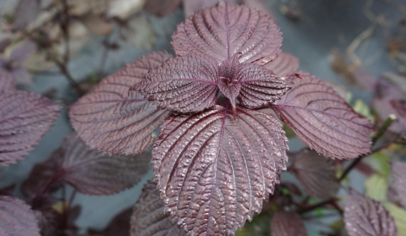 紫蘇葉食譜 紫蘇葉食譜