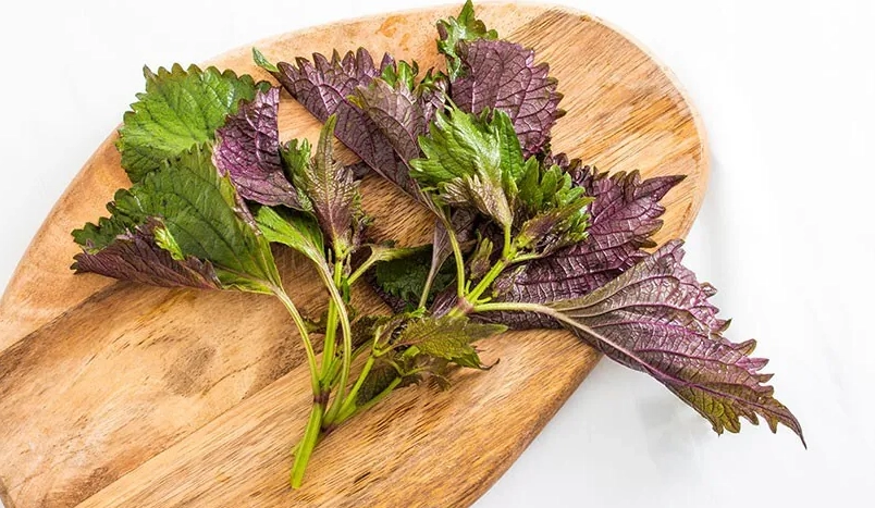紫蘇葉食譜 紫蘇葉食譜