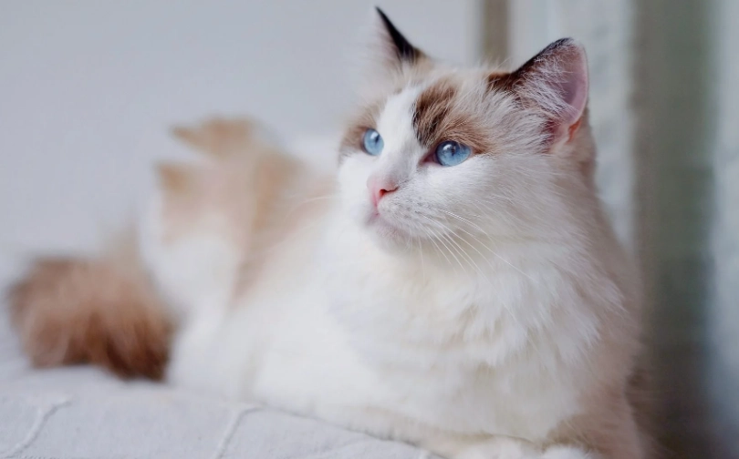 布偶貓 身長 布偶貓 身長