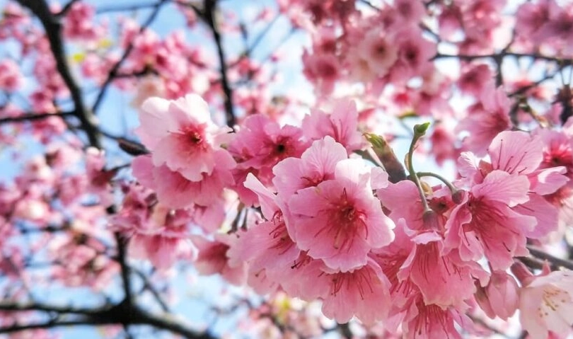 賞櫻景點推薦 賞櫻景點推薦