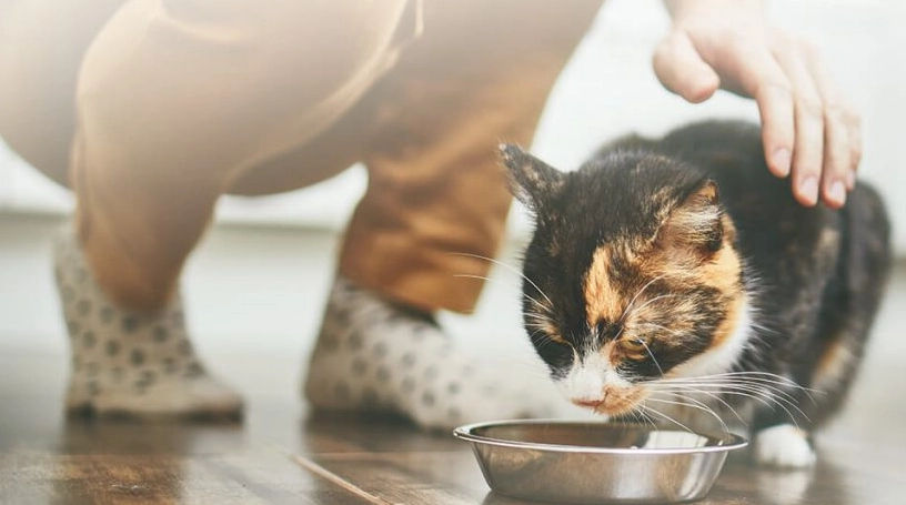 貓咪拉肚子飲食