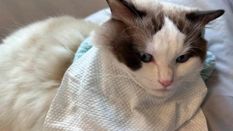 貓流口水緊張怎麼辦？獸醫級處理指南與原因解析