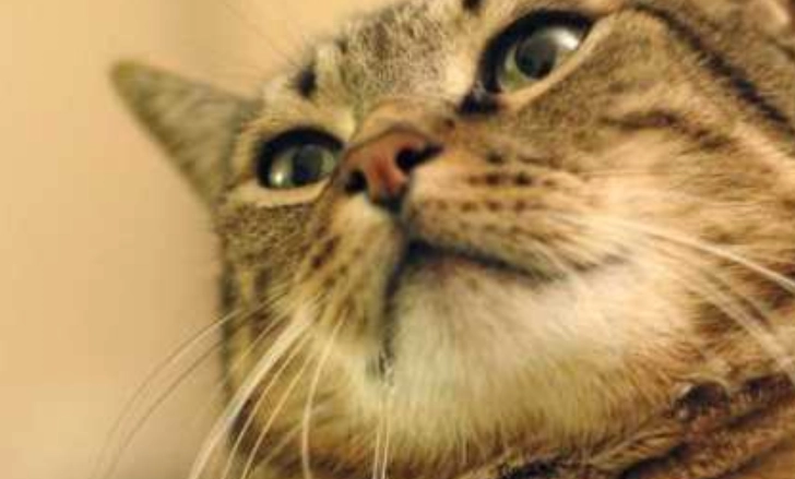 貓流口水處理 貓流口水處理