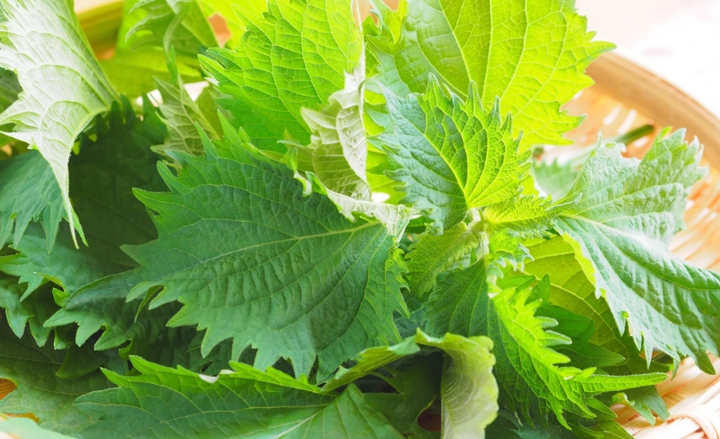 紫蘇葉吃法 紫蘇葉吃法